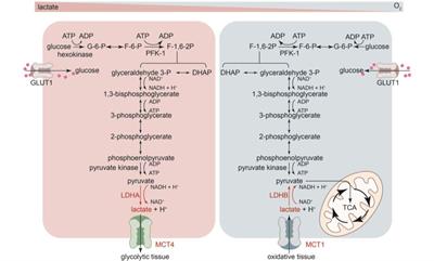 Current understanding of the contribution of lactate to the cardiovascular system and its therapeutic relevance